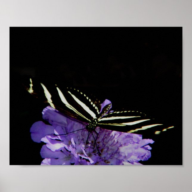 Poster Papillon à aile longue Zebra (Devant)
