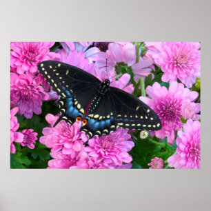 Poster Papillon à carreaux de Baltimore