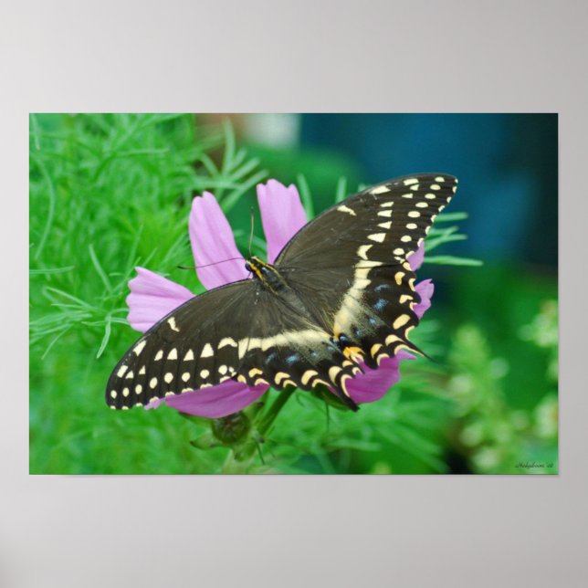 Poster Papillon à fleurs (Devant)