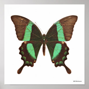 Poster Papillon à queue blanche