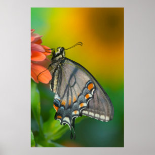Poster Papillon à queue épaisse de tigre orientale