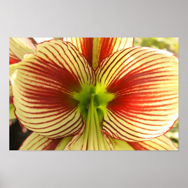 Poster Papillon Amaryllis (Devant)