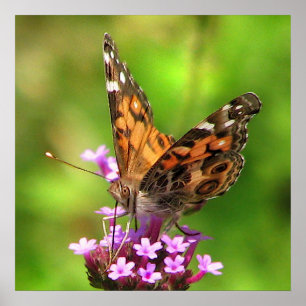 Poster Papillon américain