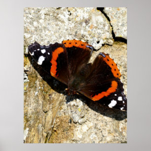 Poster Papillon - Amiral rouge