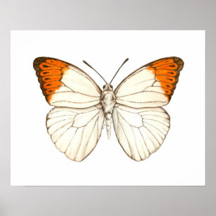 Poster Papillon aquarelle, grand tip orange