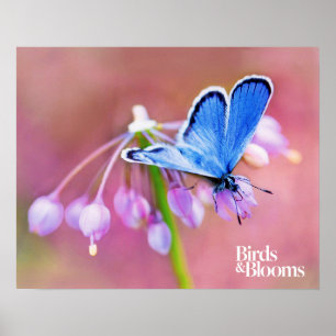 Poster Papillon Azure