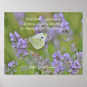 Poster Papillon blanc chou