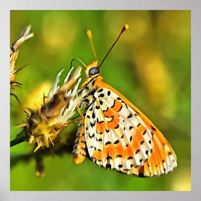 Poster Papillon blanc et orange du Fritillaire tacheté (Devant)