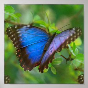 Poster Papillon bleu