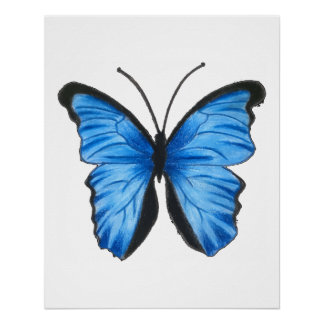 Poster Papillon bleu