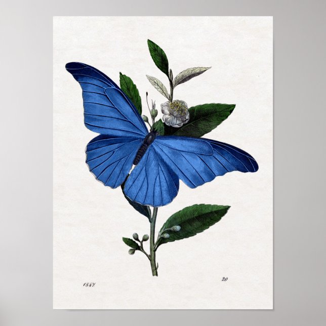 Poster Papillon bleu (Devant)