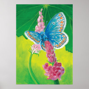 Poster Papillon bleu de Chapmans (thersites en polyommatu