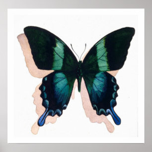 Poster "Papillon bleu" Insect Aquarelle Art