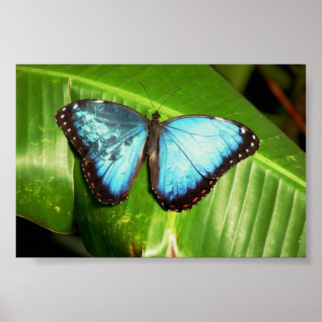 Poster Papillon bleu morphe (Devant)