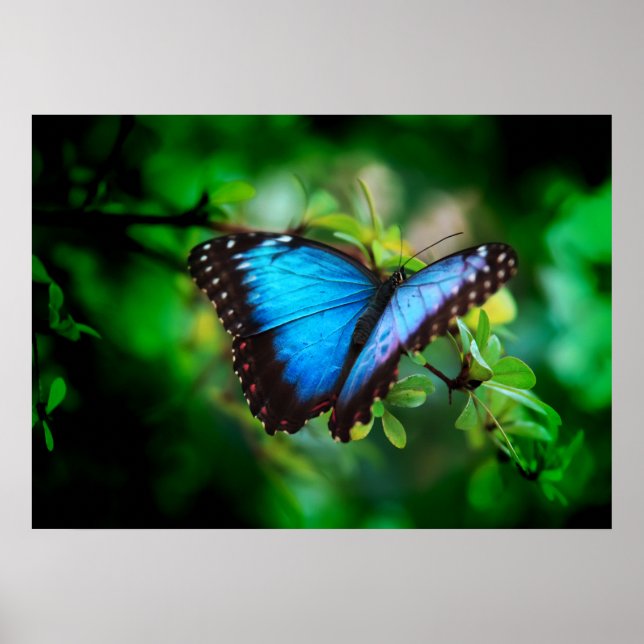 Poster Papillon bleu Morpho (Devant)