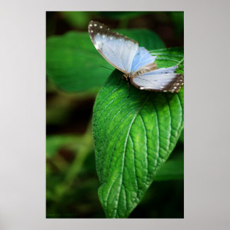 Poster Papillon bleu Morpho 112 Print