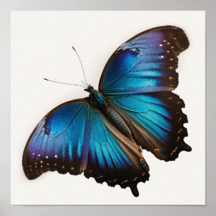 Poster Papillon bleu Morpho Art Imprimer l'affiche