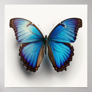 Poster Papillon bleu Morpho Art Imprimer l'affiche