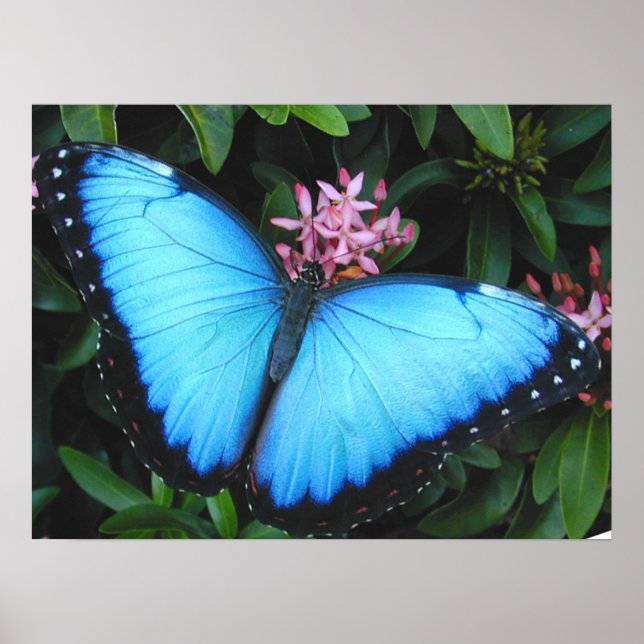 Poster Papillon bleu Morpho Imprimer (Devant)