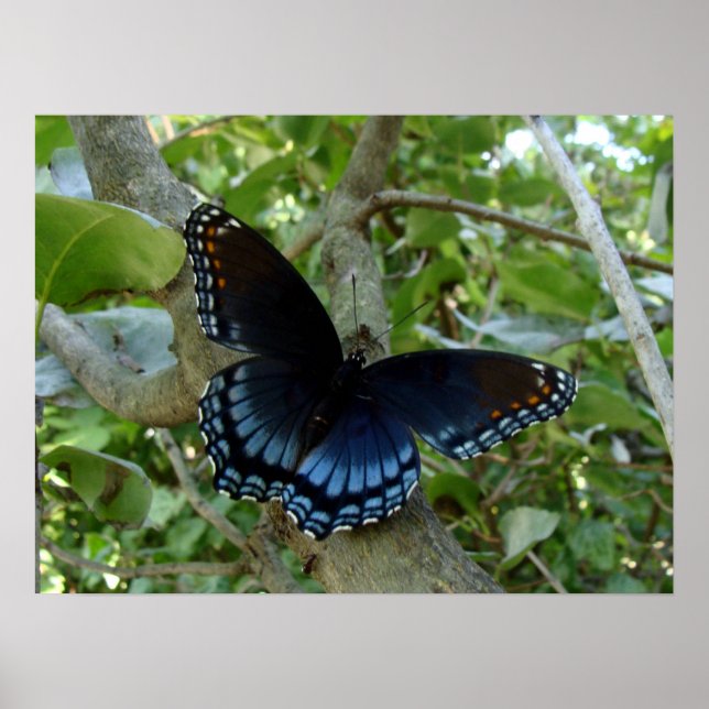 Poster Papillon bleu Swallowtail Ohio (Devant)