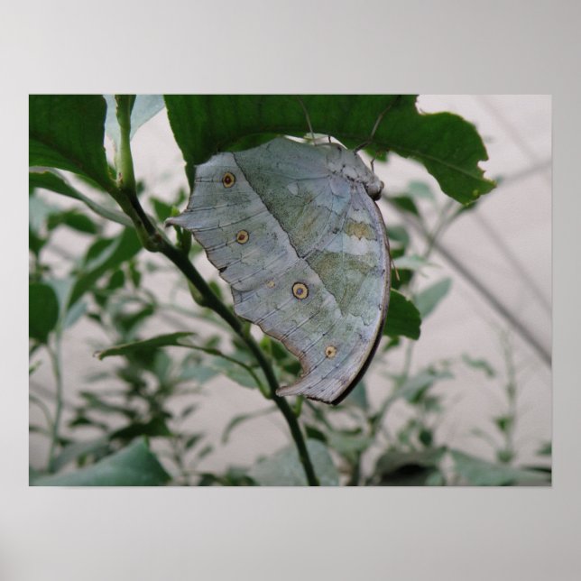 Poster Papillon Camouflage (Devant)