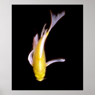 Poster Papillon citron Koi