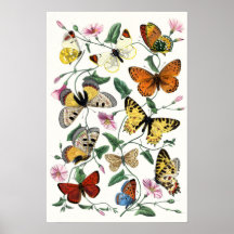 Papillon coloré Dessin d'art