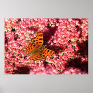 Poster Papillon Comma sur Sedum