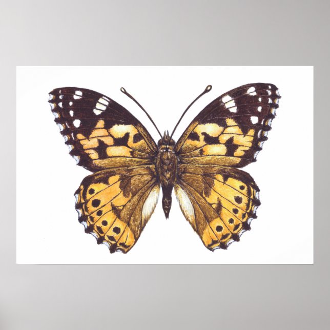 Poster Papillon dame peinte (Devant)