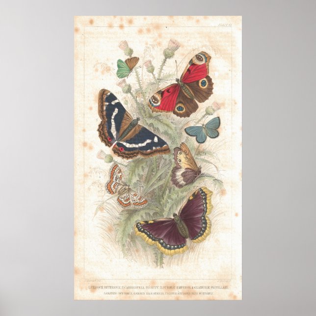 Poster Papillon d'antiquité (Devant)