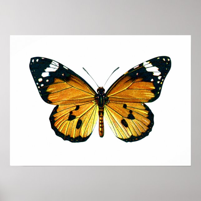 Poster Papillon de Danaus (Devant)