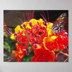 POSTER PAPILLON DE FRITILLAIRE DE GULF