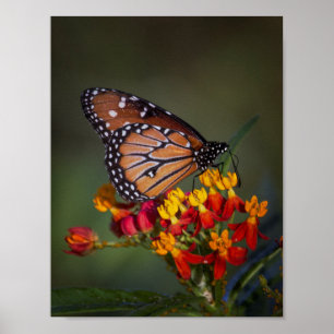 Poster Papillon de la reine sur l'algue tropicale