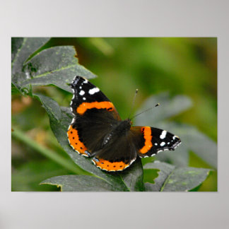 Poster Papillon de l'amiral rouge