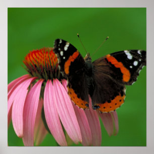 Poster Papillon de l'amiral rouge