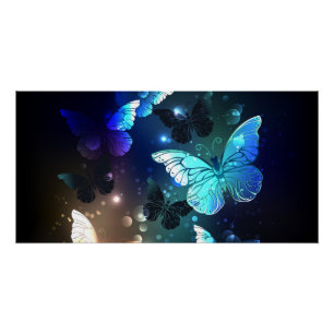 Poster Papillon de nuit