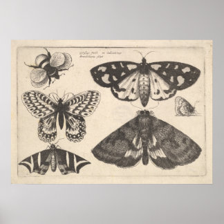 Poster Papillon de papillon de papillon vintage de papill