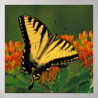 Poster Papillon de queue de tigre