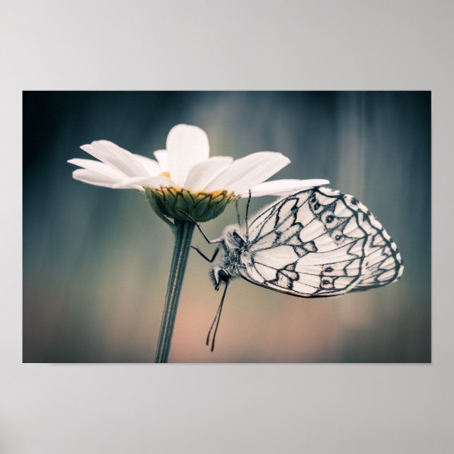 Poster papillon Demi-deuil (Devant)