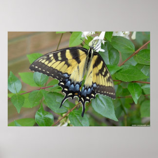 Poster Papillon d'épaisse du tigre oriental