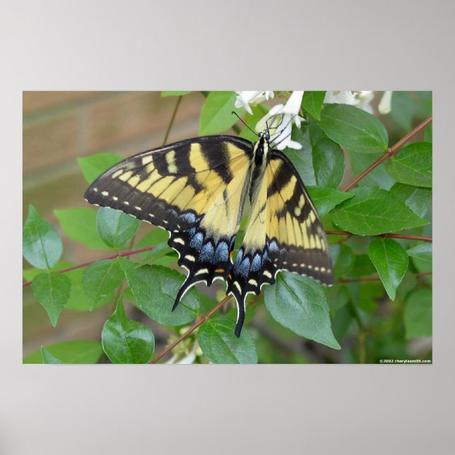 Poster Papillon d'épaisse du tigre oriental (Devant)