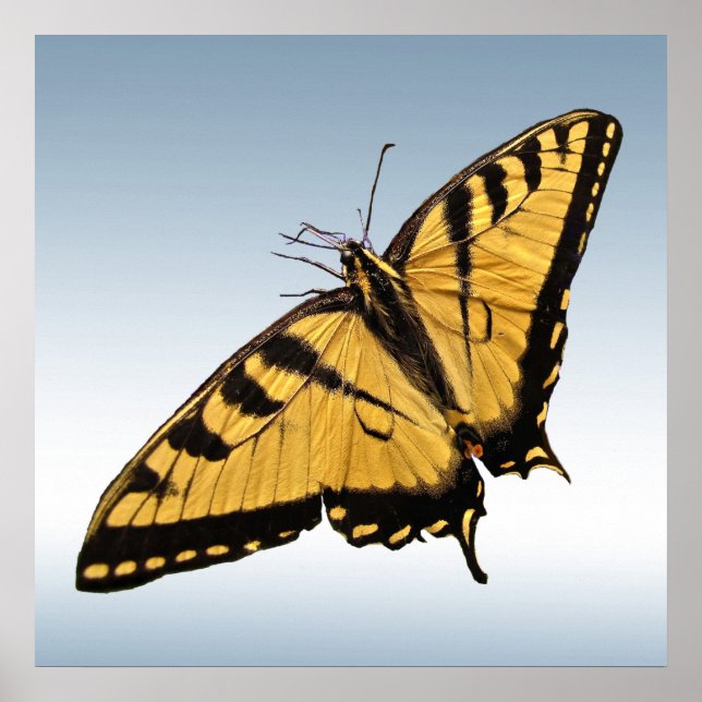 Poster Papillon d'épaisse du tigre oriental (Devant)