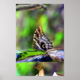 Poster Papillon des yeux des oiseaux