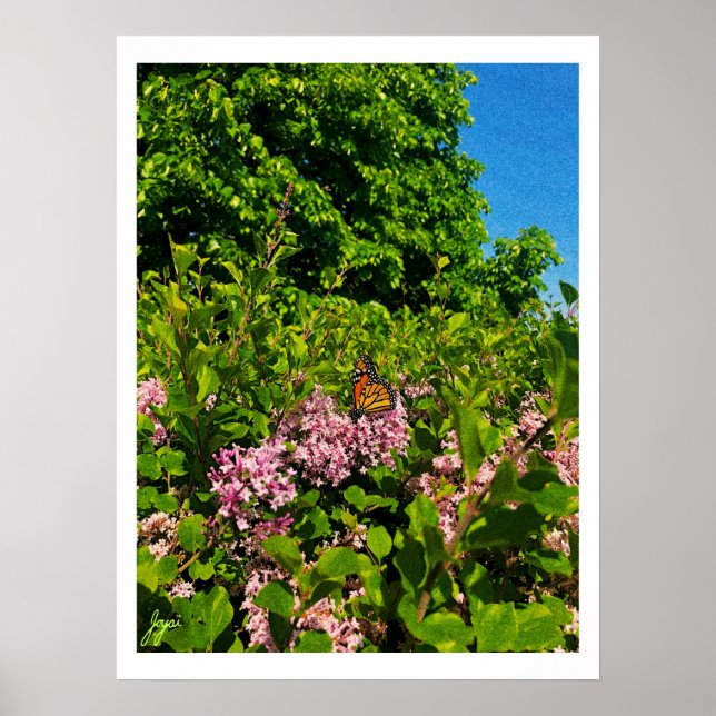 Poster Papillon d'été (Devant)