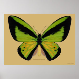 Poster Papillon d'oiseau de Goliath mâle