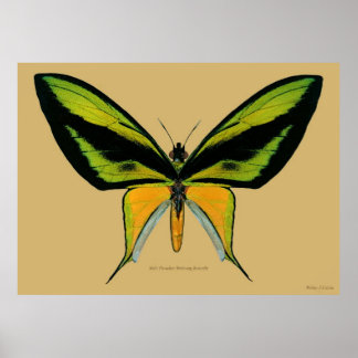 Poster Papillon d'oiseau de paradis masculin