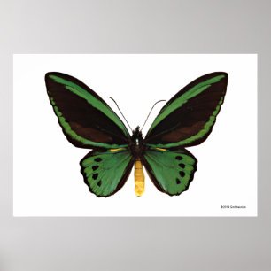 Poster Papillon d'oiseau vert