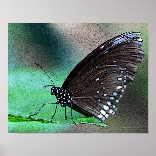 Poster Papillon en Aqua (Devant)