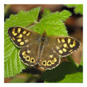 Poster Papillon en bois moucheté