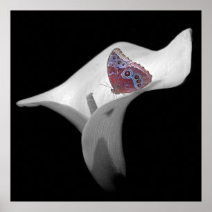 Poster Papillon en Lily blanche